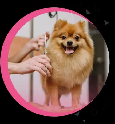 Cachorro sendo tosado no Pet Shop Vila Pet Brasil